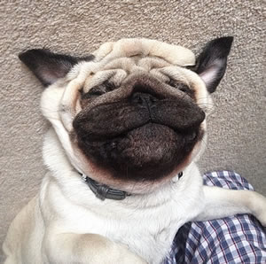 Pet Sitting, Dog Walking & Day Care – Animal Elves