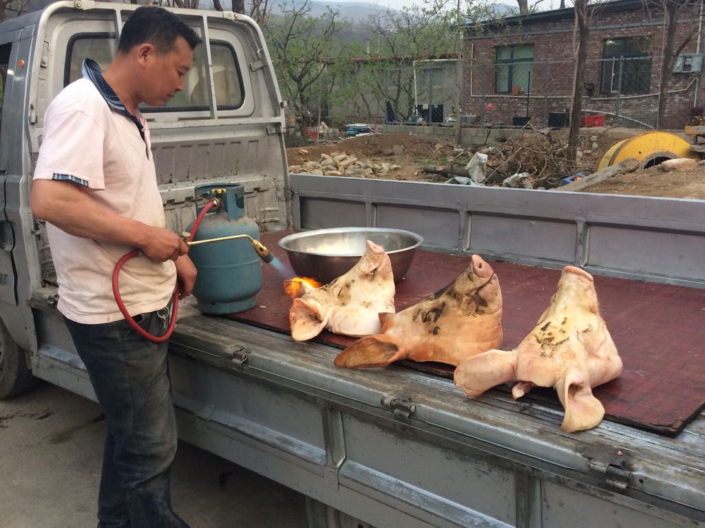 Pigs Heads -Great Wall of China for The John King Brain Tumour Foundation