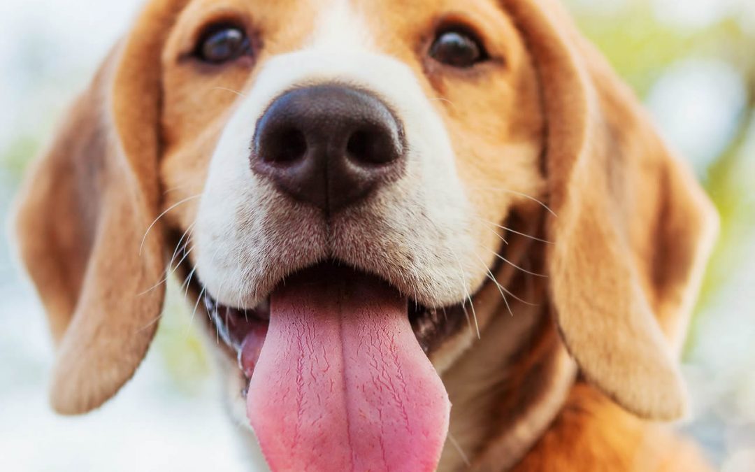 The Crazy Dog Hotel & Day Care – Woking