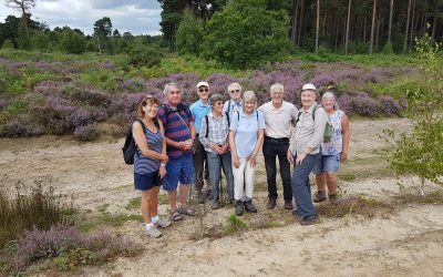 Chatley Heath Cobham Surrey – Elmbridge Healthy Walk