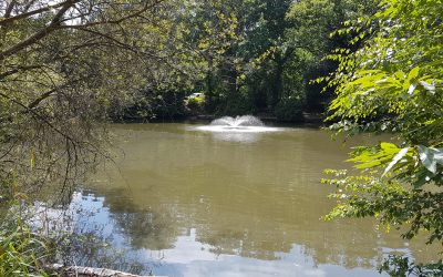 Whiteley Village Woods Hersham – Elmbridge Healthy Walks & Nordic Walk