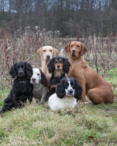 Our canine cast will include cocker spaniels, springer spaniel, Labrador and a pointer