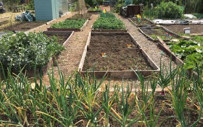 Open Afternoon At Churchfield Allotments Weybridge