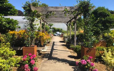 Clifton Nurseries Addlestone / Weybridge Has Re-Opened After Temporary Closure