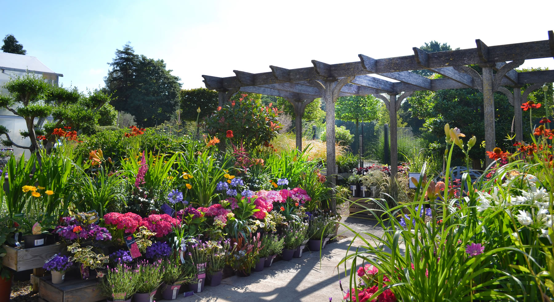 Colourful Plants - Clifton Surrey, Garden Centre in Woburn Hill Addlestone, just outside Weybridge