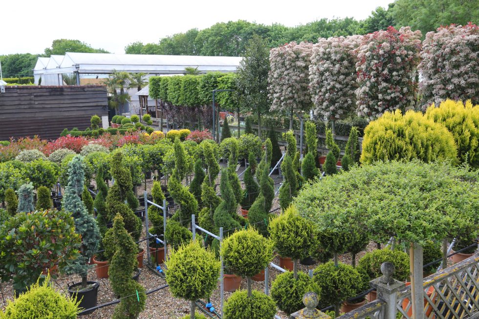 Clifton Nurseries Weybridge Surrey Garden Centre, Café, Landscaping