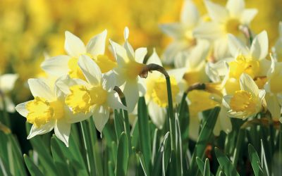 Step Into Spring Event – Big Savings at Clifton Nurseries Addlestone / Weybridge