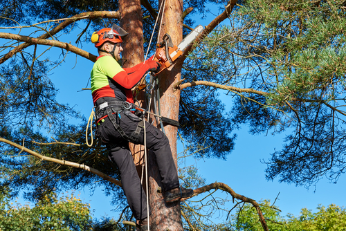 Tree Care Arborist Services to Cobham & Surrey