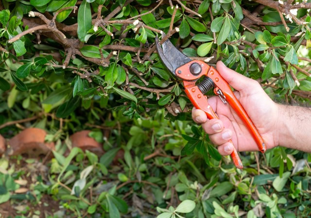 Hedge Cutting and Pruning - Cobham Oxshott, Esher Weybridge Thames Ditton Elmbridge