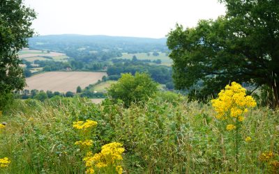 Weybridge Named “Babylon Of Surrey”: Is It Deserved?