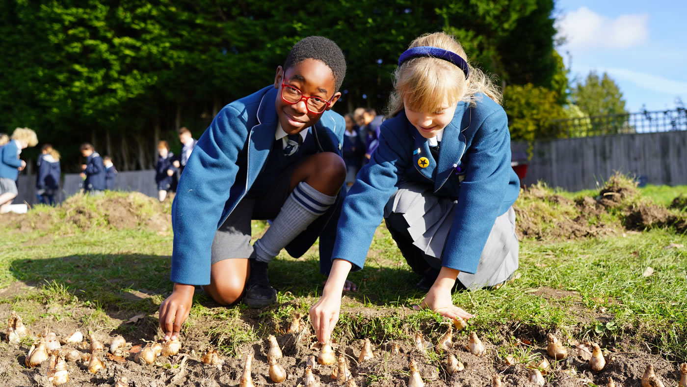 Spring Bulb Planting at Danes Hill School Oxshott Elmbridge Surrey