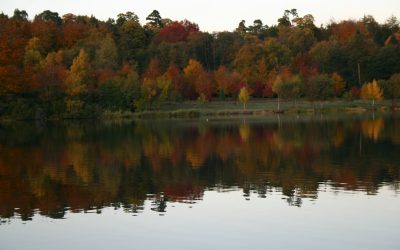 Gardens and Parks to Admire Flowers Near Weybridge