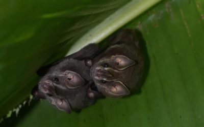 Effective Bat Removal Techniques for Homeowners