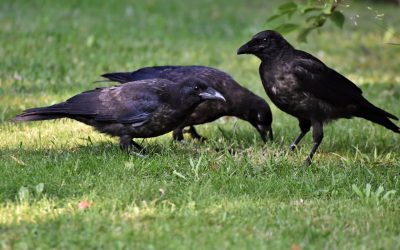 DIY vs. Professional Bird Control: Which Is Right for You?