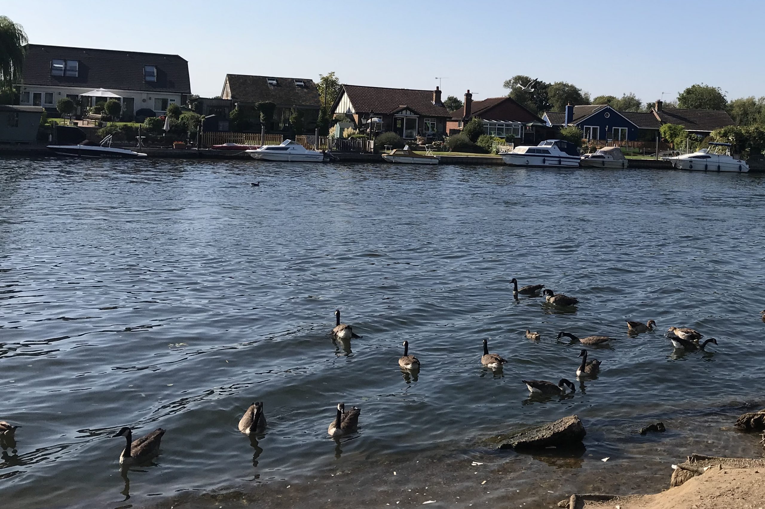 River Thames view - Ducks