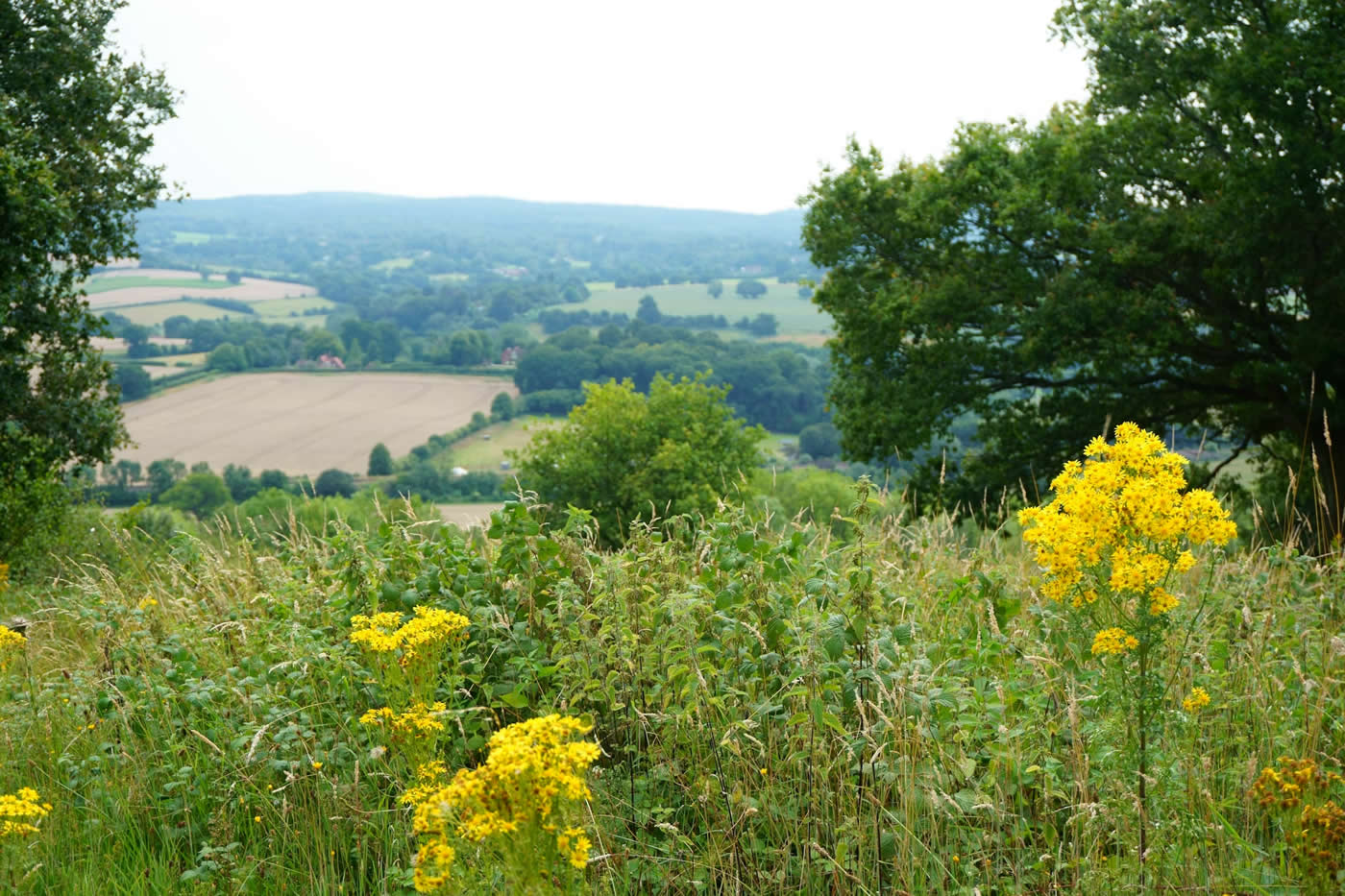 countryside in Surrey